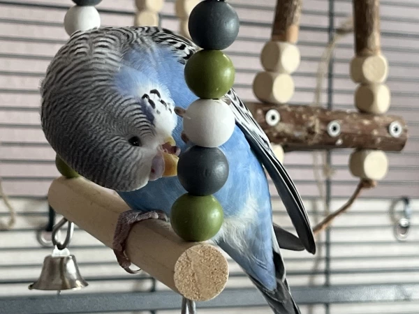 Wellensittich-Bild: Jungvögel sind einfach unheimlich verspielt. Jimi Blue beim Frühsport auf der Schaukel.
