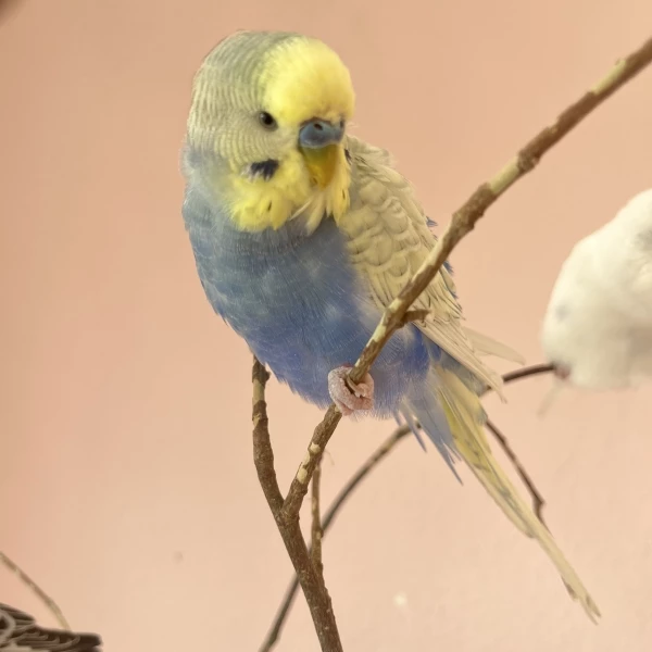 Wellensittich-Bild: Wellihahn Loki schaukelt auf einem dünnen Ästchen im Vogelbaum.