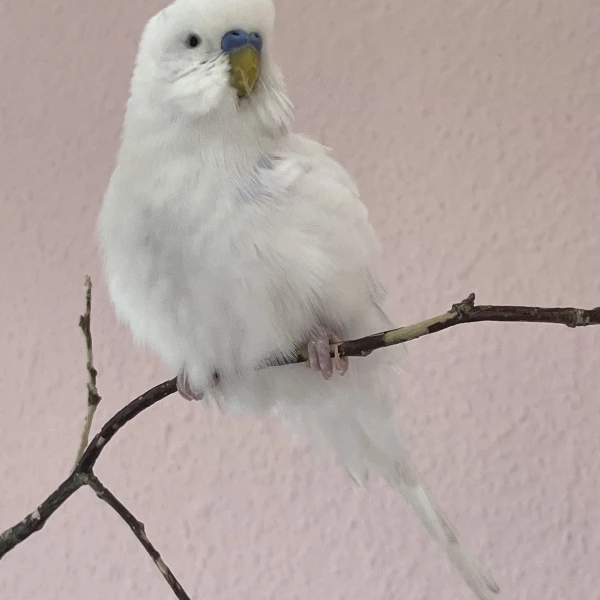Wellensittich-Bild: Wellihahn Nero sitzt entspannt aufgeplustert im Vogelbaum.
