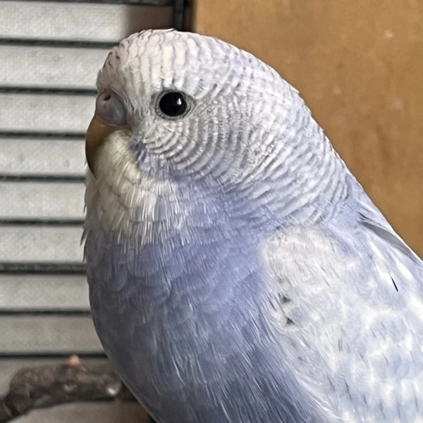 Elsie 8 Wochen