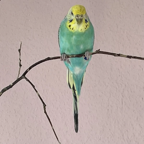 Wellensittich-Bild: Liesel, 8 Jahre, sitzt im Vogelbaum und guckt.