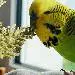 Herbert