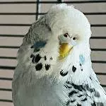 Meine kleine Bijou