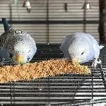 Jimi Blue (links) und Elsie (rechts)