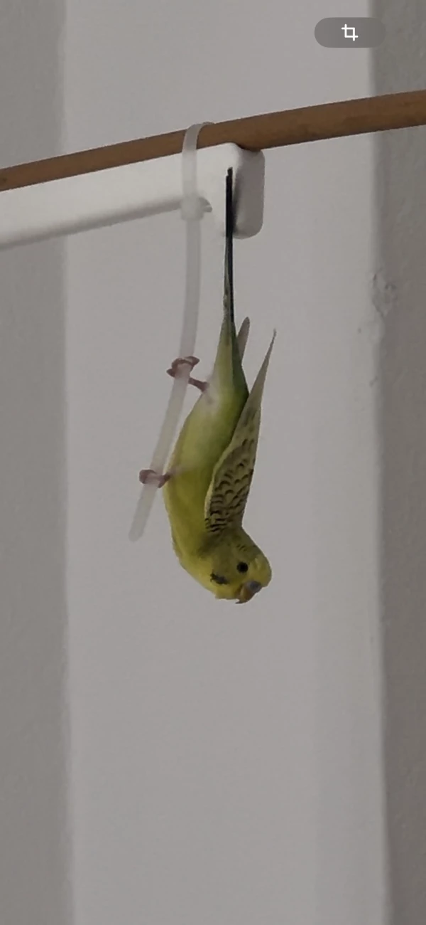 Wellensittich-Bild: Noodle bei seiner gewohnten Beschäftigung. 