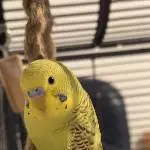 Noodle 