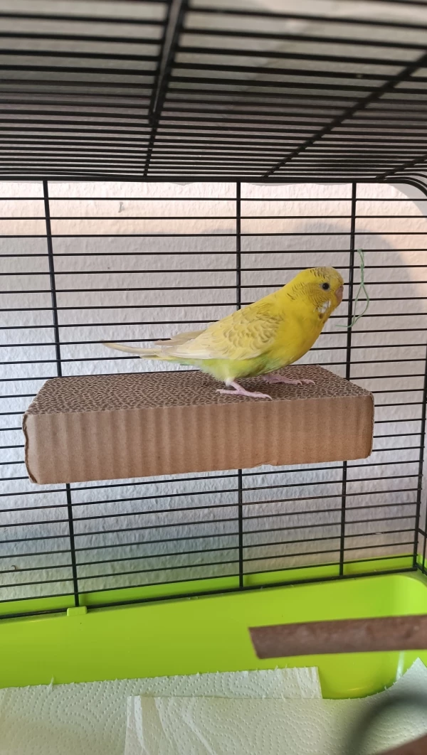 Wellensittich-Bild: Heute erst gekommen, zahm ist sie nicht aber das kommt bestimmt noch. :) Finde ihre Farben persönlich sehr schön.
