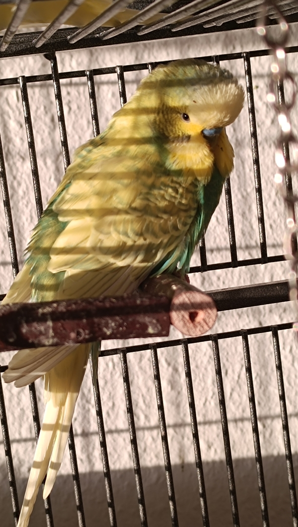 Kiwi