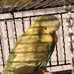 Kiwi in der Sonne 