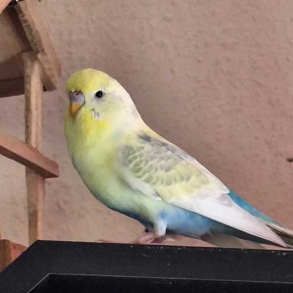 Wellensittich-Bild: Lemon ist ein aufgewecktes, sehr gesprächiges Kerlchen.