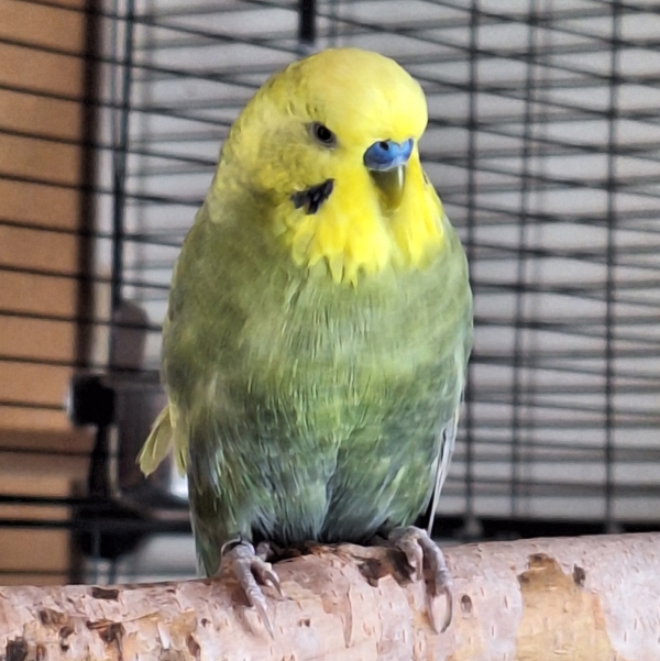 Bild von Sushi