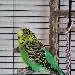Spot