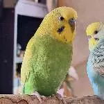 Bild von Kiwi