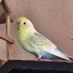 Bild von Lemon