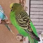 Bild von Buddy