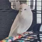 Bild von Cookie