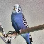 Bild von Blue