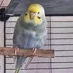 Bild von Fable