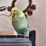 Bild von Murphy
