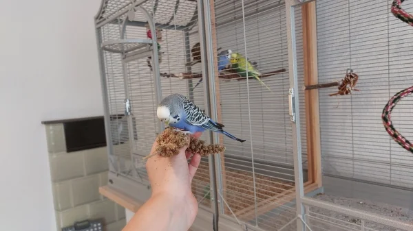 Wellensittich-Bild: Toffee ist ebenfalls ängstlich mit dem Handy, aber die Hirse hilft sehr! Alf und Cookie im Hintergrund.