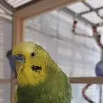 Nahaufnahme von Alf
