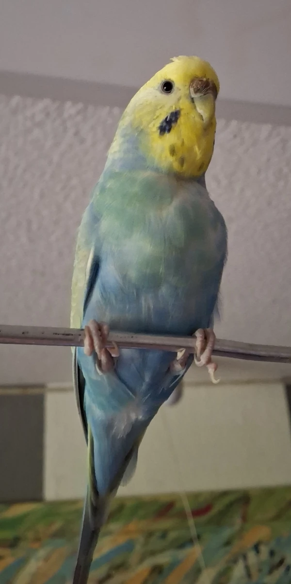 Wellensittich-Bild: Das ist Sandy bei ihrem Freiflug mit den anderen Vögeln.