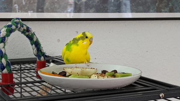 Wellensittich-Bild: Keks zum 2. Schlupftag bekam einen Teller voller Leckereien