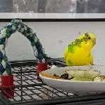 Keksis Geburtstag