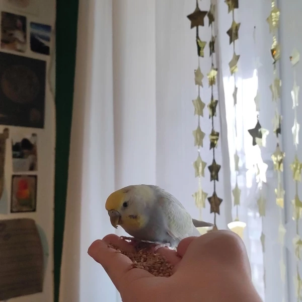 Wellensittich-Bild: Cocco war lange Zeit ein sehr ängstlicher Vögel. Nach fast 3 Jahren hat sie sich endlich auf meine Hand getraut. Jetzt ist sie schon sehr zahm.