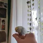 Coccos Handtraining