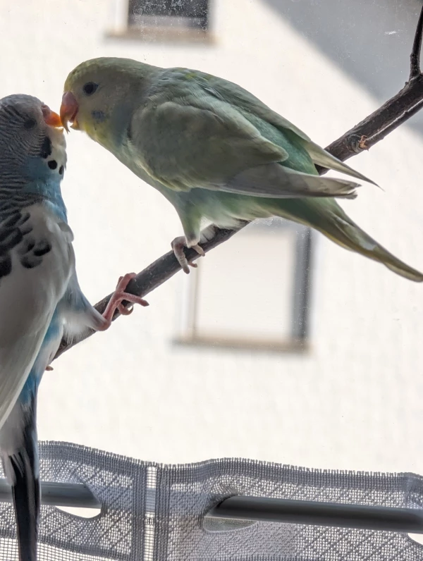 Wellensittich-Bild: Sie haben sich endlich sehrrr lieb gewonnen. Und sind immer am schnäbeln. Meine beiden ersten Wellis. Es ist so toll die Charakter der beiden zu beobachten und lieben zu lernen wie wunderbar fröhlich und Glück bringen Wellis sind. :-)
