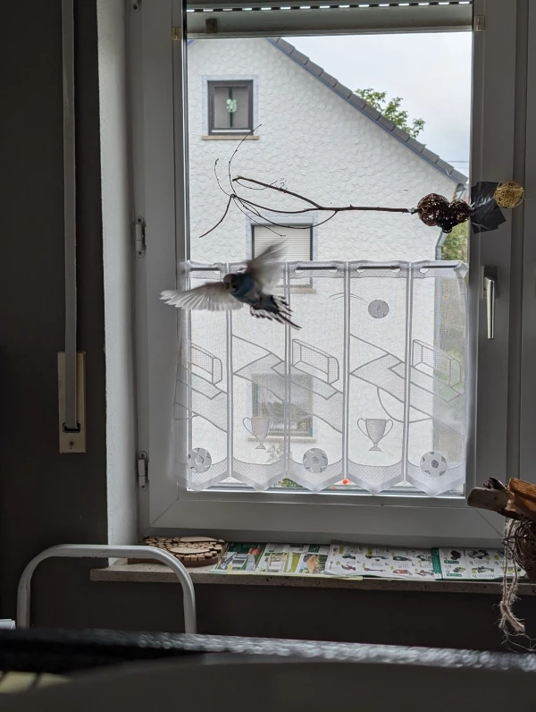 Wellensittich-Bild: Bubi macht sich ein Bild vom neuen Landeplatz beim drüber fliegen. 