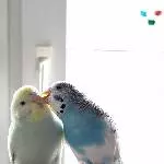 Ein Kuss in ehren kann niemand verwehren