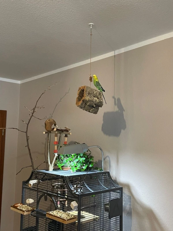 Wellensittich-Bild: Koopa genießt ein bisschen Hirse auf seiner Korkröhre. Von hier aus hat er alles gut im Blick.  ;-) 