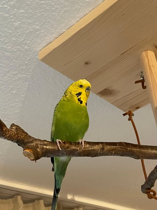 Wellensittich-Bild: Koopa liebt es, seine Zeit auf dem Vogelbaum zu verbringen.