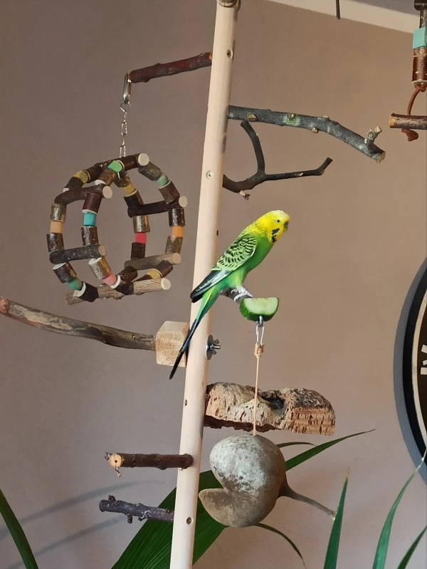 Wellensittich-Bild: Gurke ist definitiv Koopas Lieblingsgemüse. 