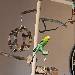 Koopa liebt Gurke