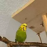 Koopa auf dem Vogelbaum