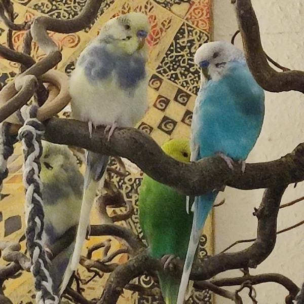 Wellensittich-Bild: Sieht so aus, als wollen meine Stinkerchen heute nicht im Käfig schlafen, sondern im Kletterbaum. Dann bleibt die Salzlampe an und ich lüfte eben morgen. Ich bin froh, dass sie immer zutraulicher werden. Heute sind sie genau zwei Monate bei mir.