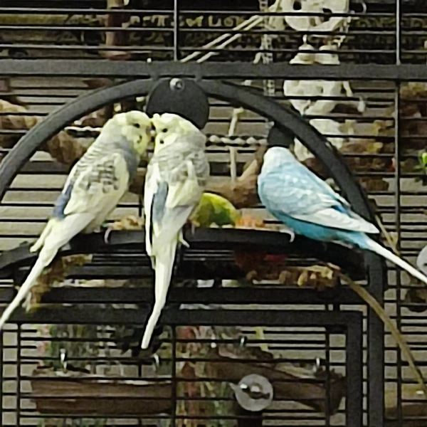 Wellensittich-Bild: Lumpi und Loki sind meist sehr eng zusammen und können stundenlang quasseln. Loki lässt sich gerne füttern, sie liebeln sich gegenseitig ab und haben immer gute Laune. Loki ist der Schalk des Schwarms.