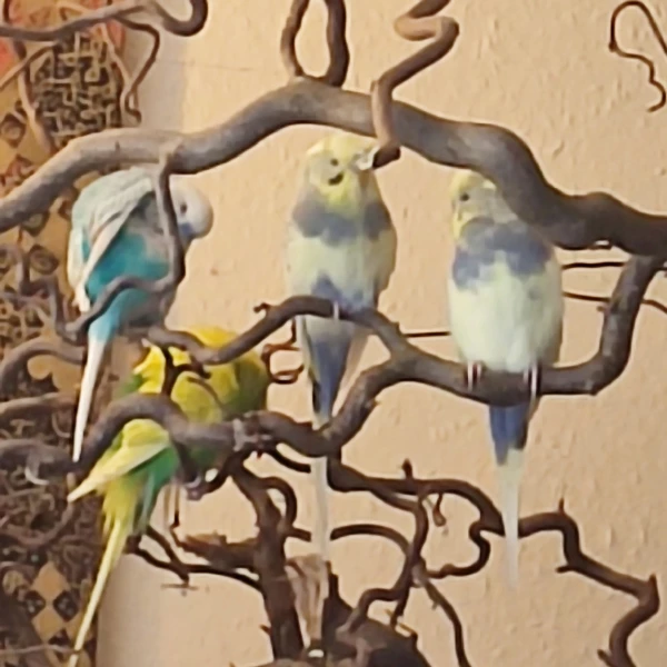 Wellensittich-Bild: Sam (blau), Elfi (grün) und die Geschwister Loki und Lumpi.