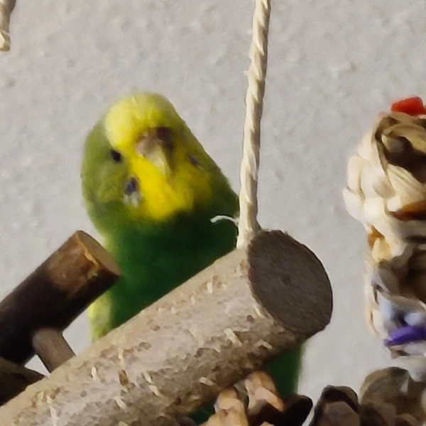 Wellensittich-Bild: Auf Erkundung im Kletterbaum, beobachtet mich, wie ich sticke und Tee trinken.