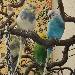 Schlafen im Vogelbaum