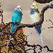 Sam (blau) und Lumpi