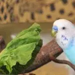 Salat gefunden