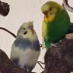 Loki und Elfi