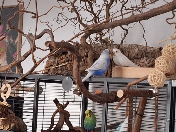 Wellensittich-Bild: Dexter und Sasu schauen sich tief in die Augen und schließen Freundschaften. Frodo und Copper sitzen im Käfig und schauen mich an. 