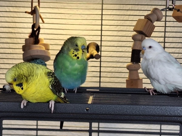 Wellensittich-Bild: Vorne sitzt Abby dahinter sitzt Frodo und rechts sitzt mein Sasu.