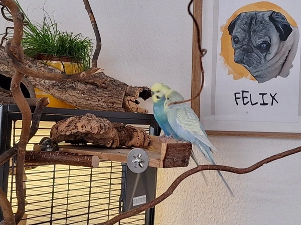 Wellensittich-Bild: Milo und Lancelot sind am beraten, was sie wohl als nächstes machen wollen. 