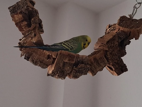 Wellensittich-Bild: Das ist Frodo auf seinem Platz, er sitzt dort sehr gerne man kann da sehr gut knabbern. 